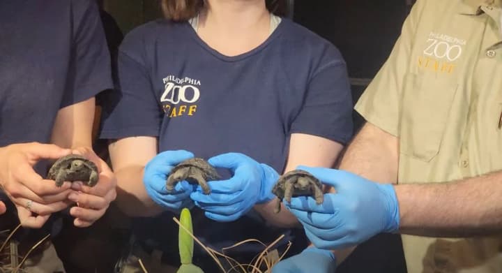 У зоопарку Філадельфії вперше показали дитинчат гігантської черепахи, яка стала мамою у 100 років