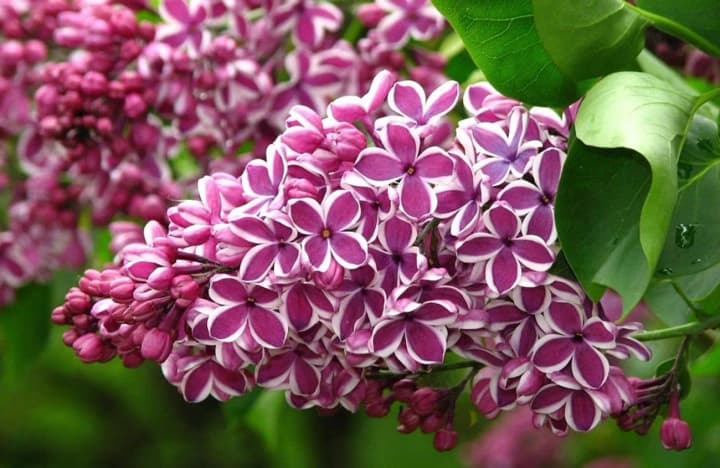 В Україну повертається довгоочікуване тепло: прогноз погоди на 29 квітня