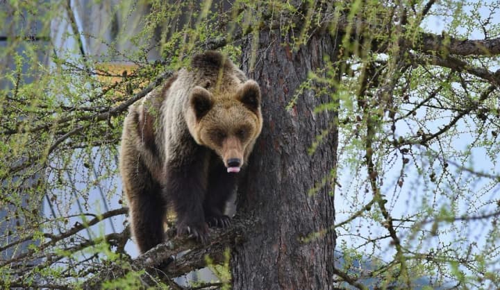 The Slovak army will restrain brown bears: a state of emergency in many regions of the country