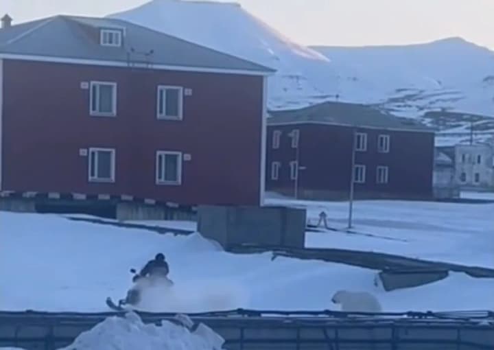 В Норвегии сотрудник отеля убегал от белого медведя на снегоходе: видео