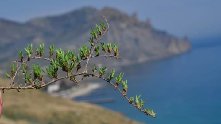 Удержать корни: как Украине удалось сохранить крымские научные достижения растениеводства