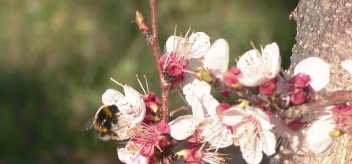 In Ukraine, frosts may destroy more than 80% of the peach and apricot harvest - expert