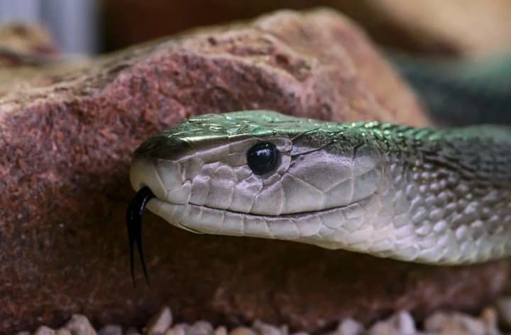 В Індії близько 100 школярів отруїлися обідом, у якому кухар раніше виявив мертву змію