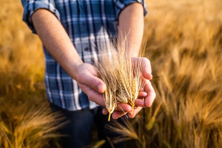 When the land no longer feeds: what awaits state agricultural enterprises after the alienation of resources