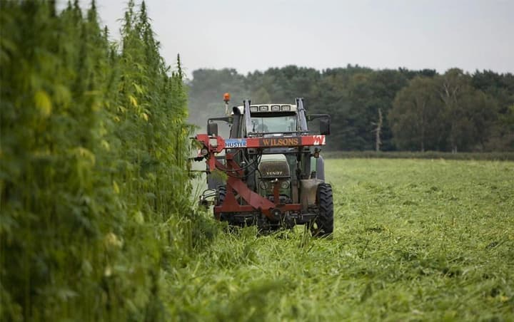 This year, Ukraine is expected to see an increase in the sowing of technical hemp - Ministry of Agrarian Policy