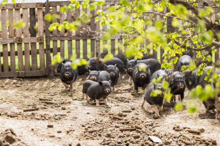 EU food safety chief warns of bird flu threat to pigs