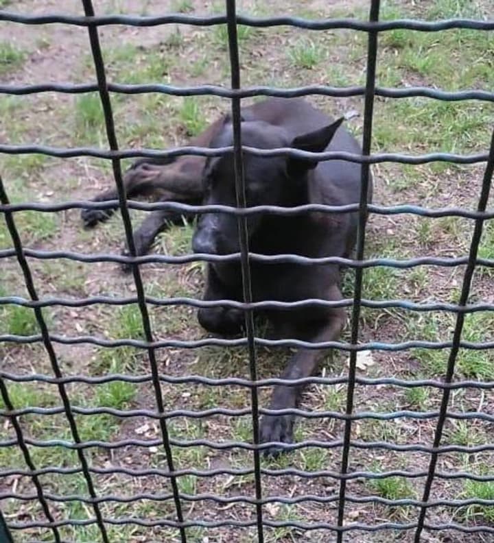 В Киевской области отловили собаку, которая нападала на школьников