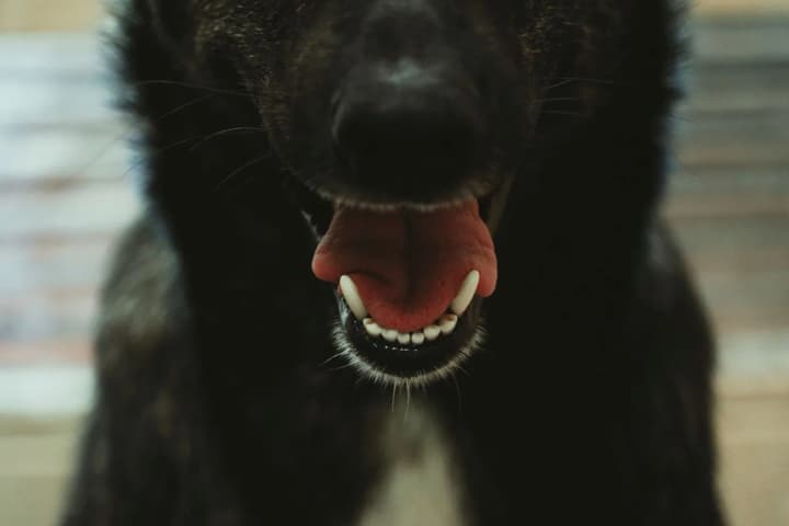 Dog attack in Brovary: children have returned to school, the animal has been taken under supervision

In Brovary, Kyiv region, the two children who were attacked by a dog on May 30 have returned to school. The animal is currently under the supervision of veterinarians.

This was reported by Suspilne with reference to the Brovary City Council.

It is noted that the condition of the injured children is satisfactory.

"The children are in a normal psychological state, they have returned to their studies. The dog is now under supervision, veterinarians are monitoring it," the City Council said.

As a reminder, on May 30, in Brovary, a dog attacked two children. The animal bit a girl and a boy, causing injuries of varying severity. The children were hospitalized. According to preliminary information, the dog had owners. The police opened criminal proceedings over the attack.
