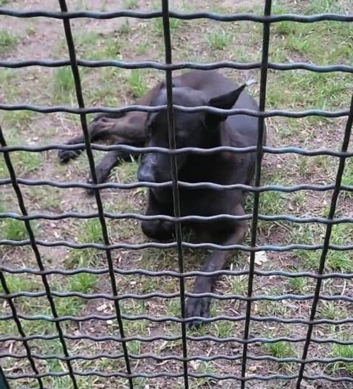 A dog that bit children in Brovary is looking for a family: what is known about the dog
