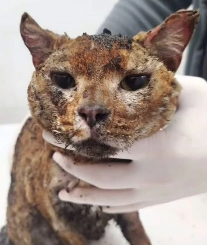 Атака "шахедов" на Киев 7 мая: погибла семья зооволонтеров и 5 их кошек, один кот выжил