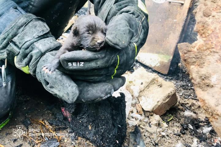 Вогнеборці врятували цуценя під час пожежі на Дніпропетровщині