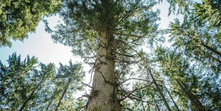 Ялинки "розмовляють" між собою та "попереджають" про природні явища - дослідження