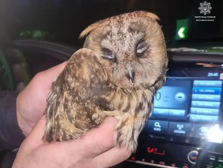 Запорізькі патрульні врятували совеня з дороги з пожвавленим рухом