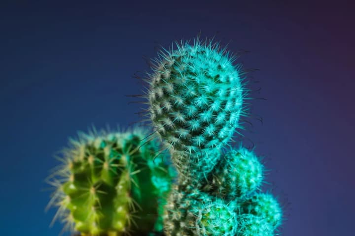 World Migratory Bird Day and World Cactus Day: what else is celebrated on May 10