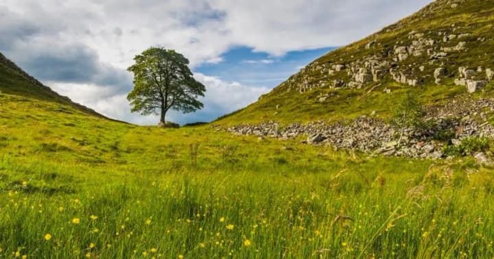 Спиляли легендарне дерево з фільму "Робін Гуд" у Британії: суд визнав винними двох чоловіків 