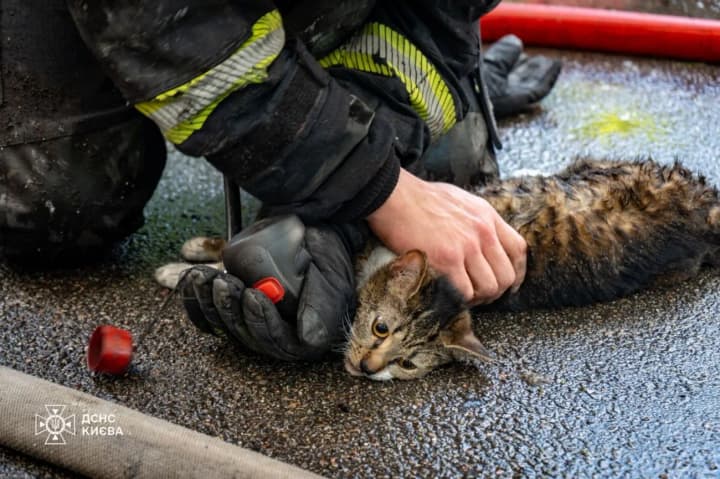 In Kyiv, rescuers carried a cat and a dog out of a burning apartment