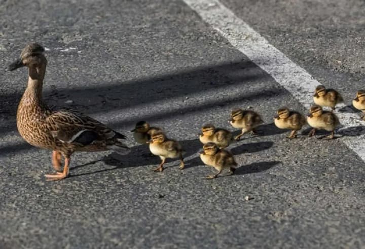 Качиний патруль: киян попереджають про пернатих пішоходів на столичних дорогах