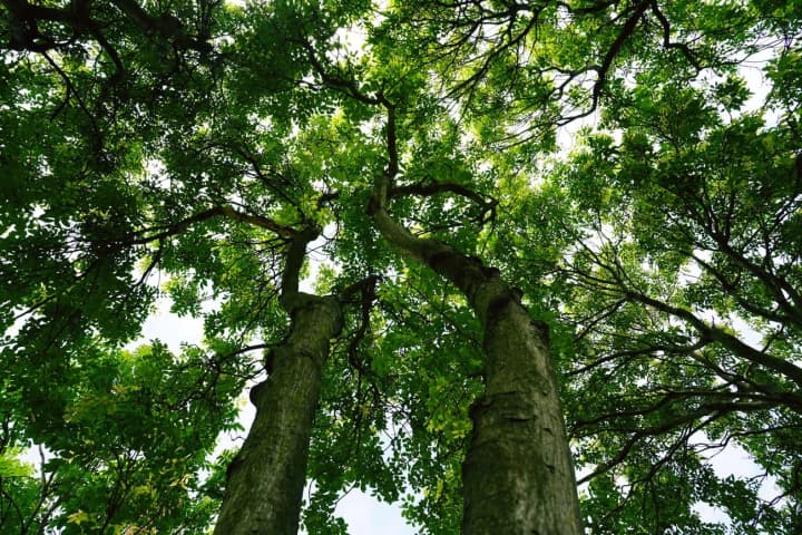 День біографа та День любові до дерев: що відзначають 16 травня