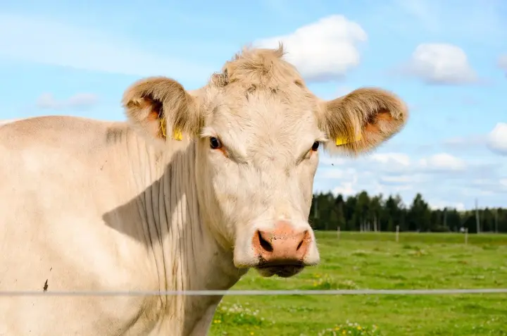 Ukrainian scientists have preserved a unique breed of cows - Charolais: the cattle were evacuated from the front-line zone to Lviv region