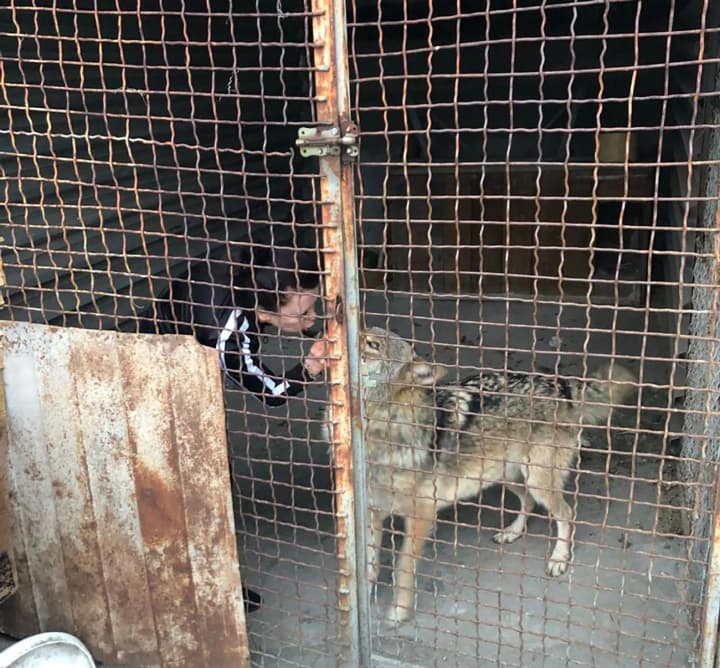 Волка, гулявшего по улицам, поймали в Запорожье