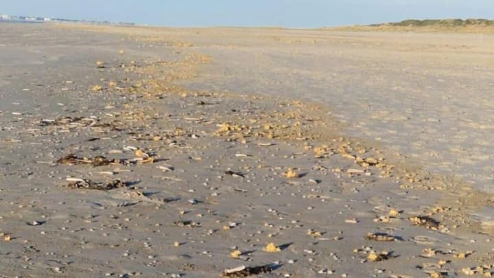 У Німеччині берег Північного моря завалило грудками парафіну: що відомо