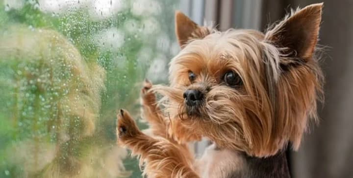 Last Sunday of spring: what will the weather be like