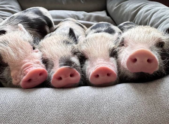 Зоозахисники заявляють про "експлуатацію" поросят у київській кав’ярні: що кажуть власники та поліція  