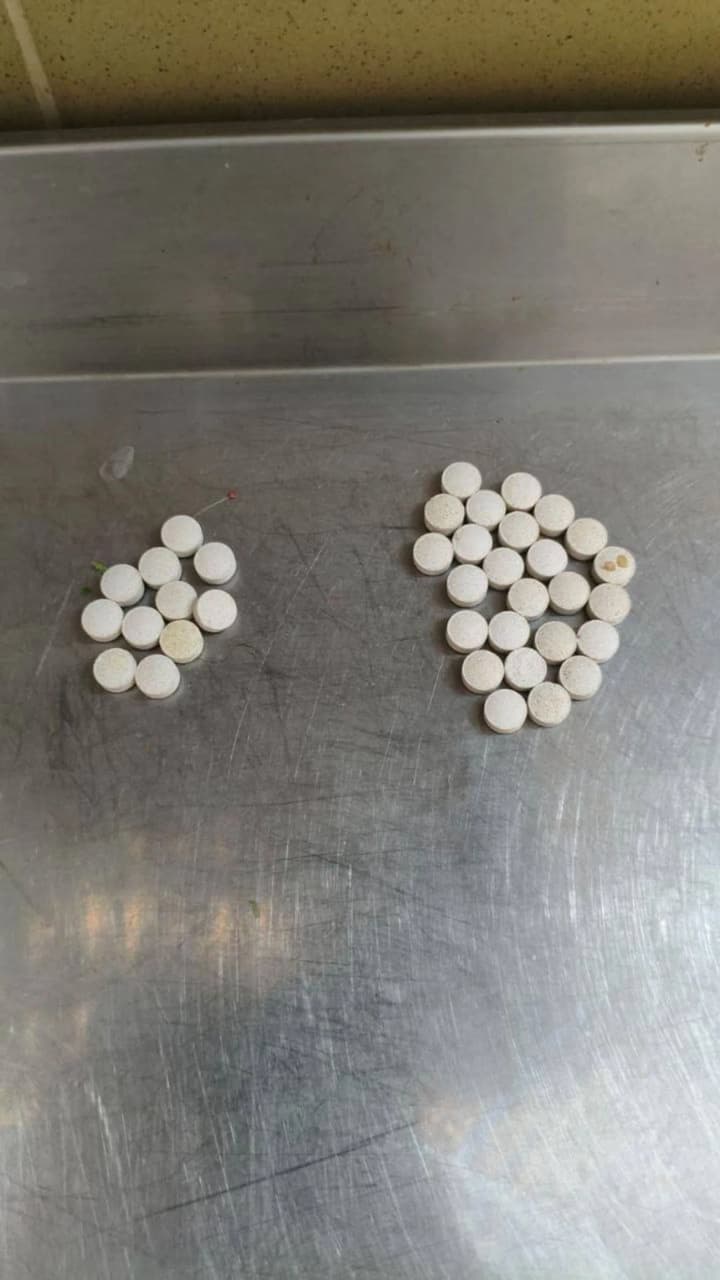 In the Moscow Zoo, a man tried to poison wild cats: photo