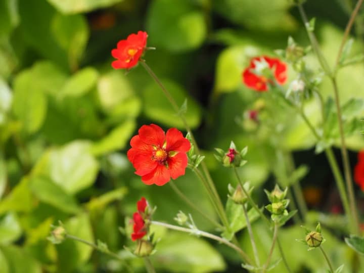 Після "класичних" травневих гроз дощі ще будуть, але з червня потеплішає - синоптик