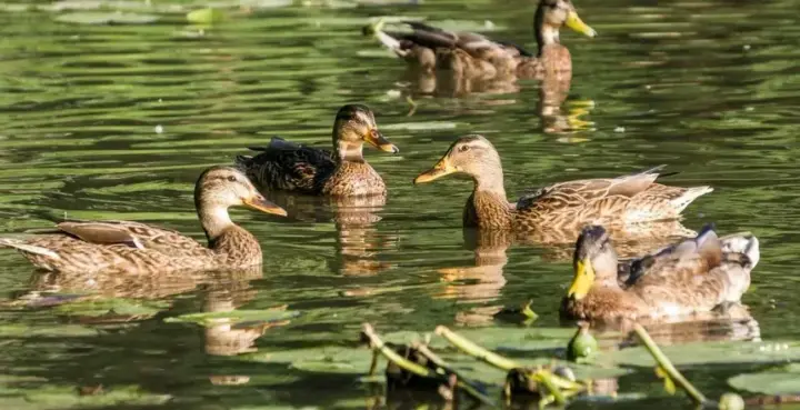 Нестійка погода в полі зниженого тиску: синоптики дали прогноз на передостанній день весни