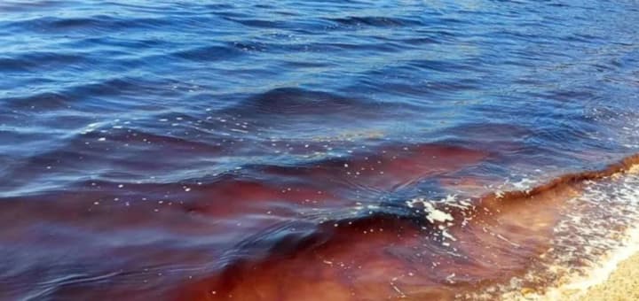 У Севастополі через масовий викид окупантами фекалій гинуть дельфіни - ЦНС