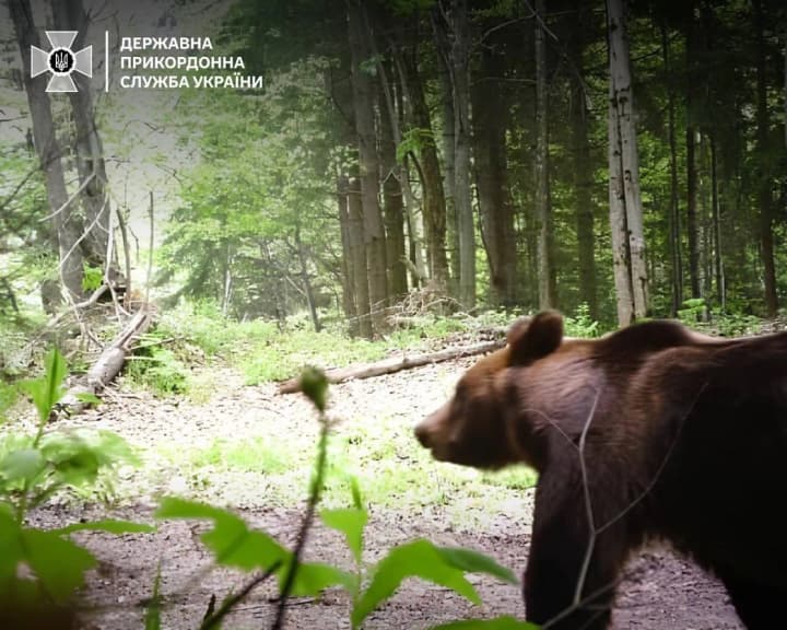 Перетин кордону поза ПП – не лише незаконно, а й небезпечно: прикордонники зафіксували ведмедя