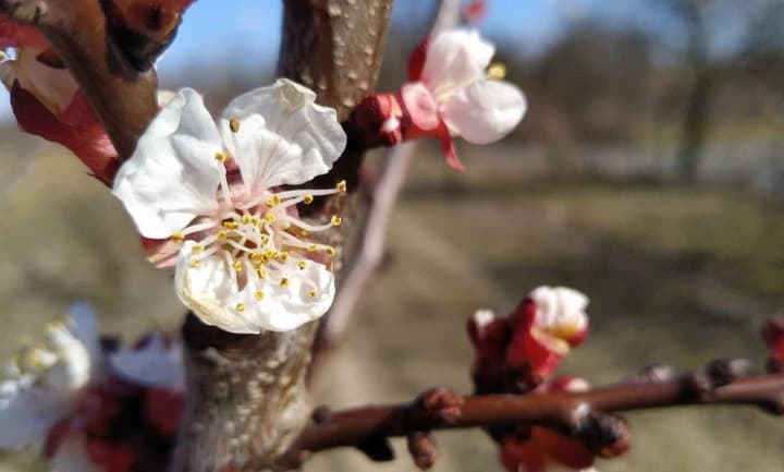 Наслідки посухи та заморозків в Україні: втрати врожаю фруктів місцями сягають 100% 