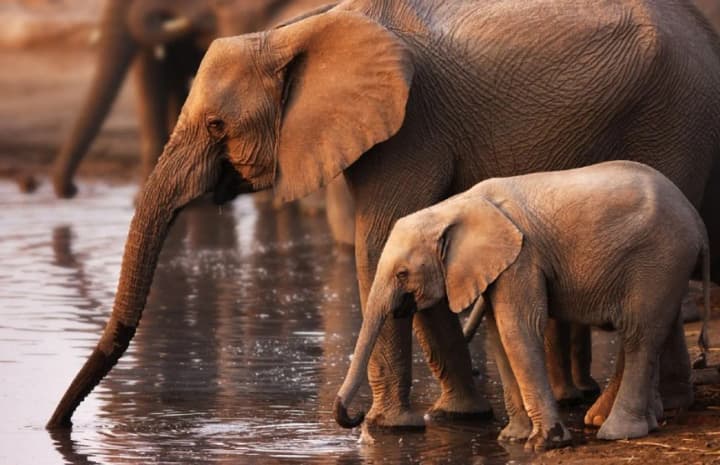 У Зімбабве дозволили вбивство 50 слонів для контролю популяції