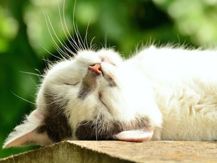 Прогноз погоды на сегодня: Украину накроет волна жары до +32