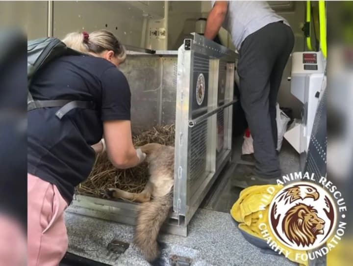 A wild wolf lived in an apartment in the middle of Kyiv for two years.
