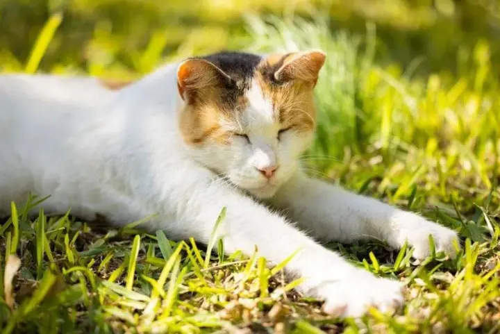 Послаблення спеки: відсьогодні синоптики прогнозують зниження температури і короткочасні дощі