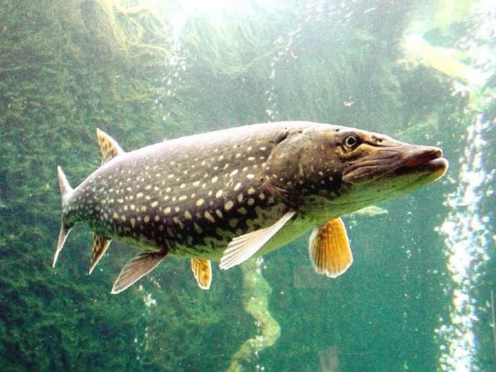 The spawning ban on fishing is ending in Ukraine: what you need to know