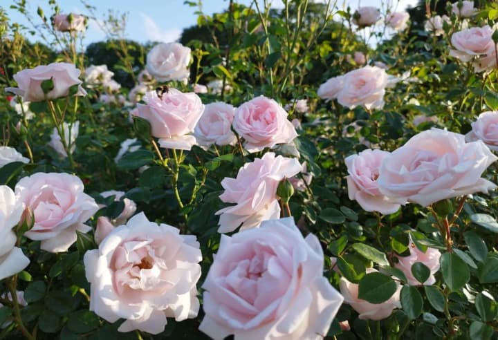 У Національному ботсаду Гришка у Києві масово розквітли троянди