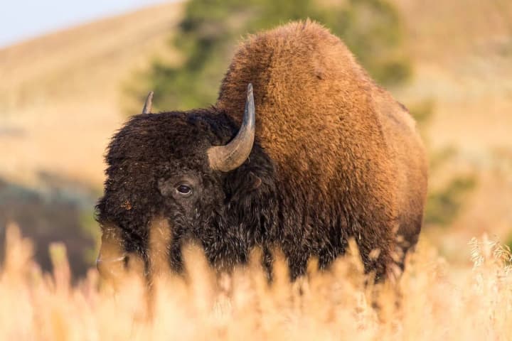 Got too close: bison injures tourist in one of US national parks