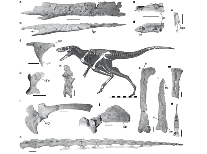 Scientists have found the missing link between giant tyrannosaurs and their smaller ancestors