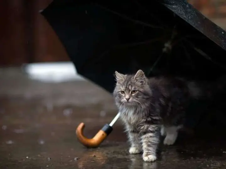 Україну накриють дощі: прогноз погоди на 15 червня