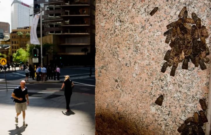 Moths use stars for long-distance navigation - scientists