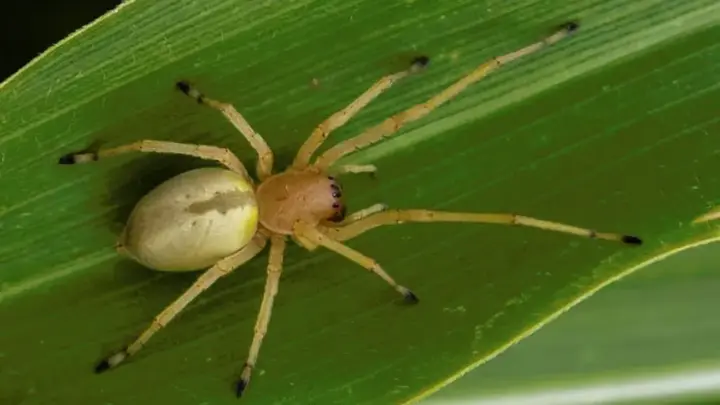 Отруйні павуки активізувіались у південних областях України: укуси болючі, наслідки серйозні 