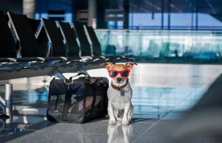 Мандри з тваринами: як підготувати улюбленця до подорожі за кордон
