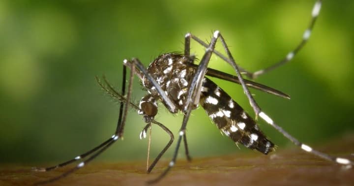 Local outbreaks of Chikungunya fever recorded in France - PHC