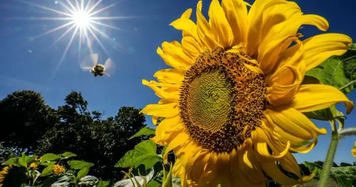 Tomorrow Ukraine will be covered by a weather mix: from +17 in the west to +35 in the east