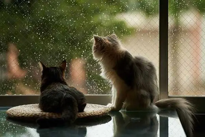 Cloudy with clearings, rain in Ukraine: weather forecast for July 20