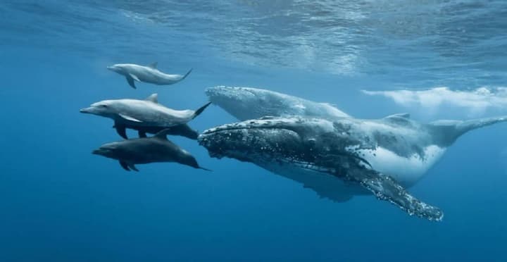 World Sjögren's Syndrome Day and Whales and Dolphins Day: what else is celebrated on July 23