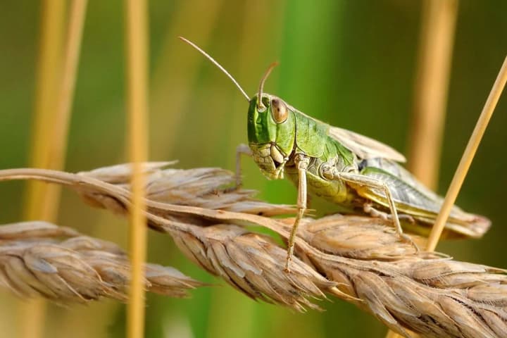 Giant swarms of locusts have invaded southern Ukraine: environmentalists named the causes and threats